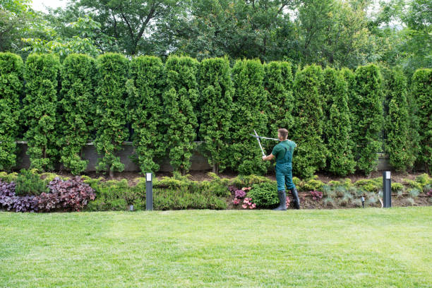 Best Lawn Drainage Solutions  in Louisvle, IL